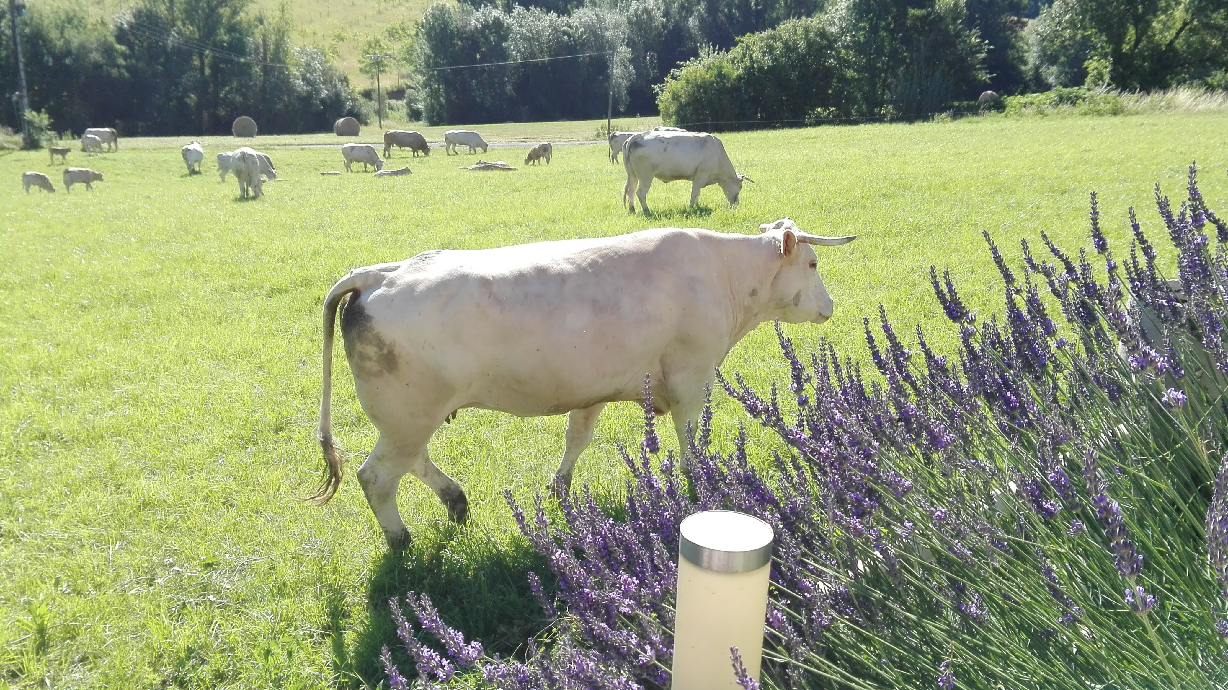 koeien en lavendel